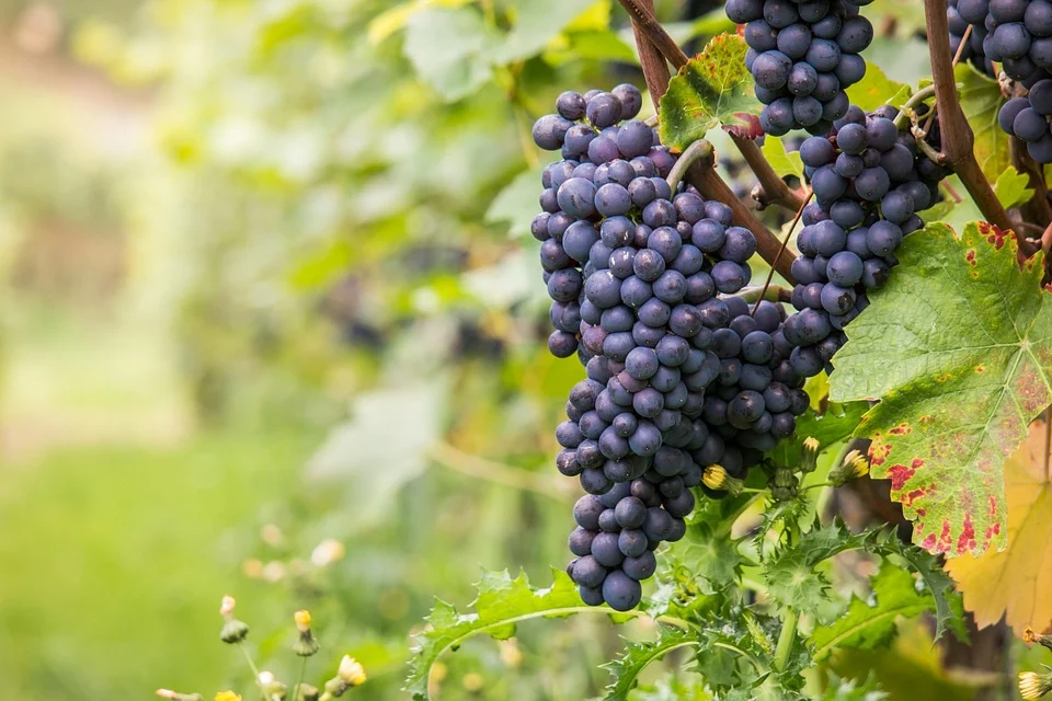 crveno grožđe u vinogradu